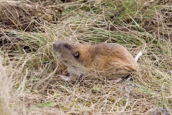 Ensuring mission readiness while preserving the Mazama pocket gopher