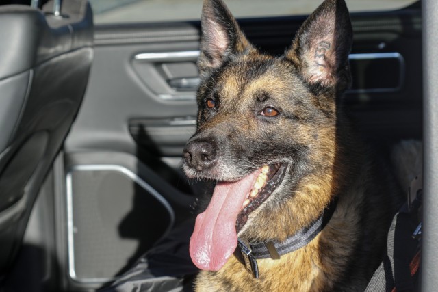 Um cachorro está deitado no banco de trás de um carro com interior preto, com a boca aberta e a língua para fora.