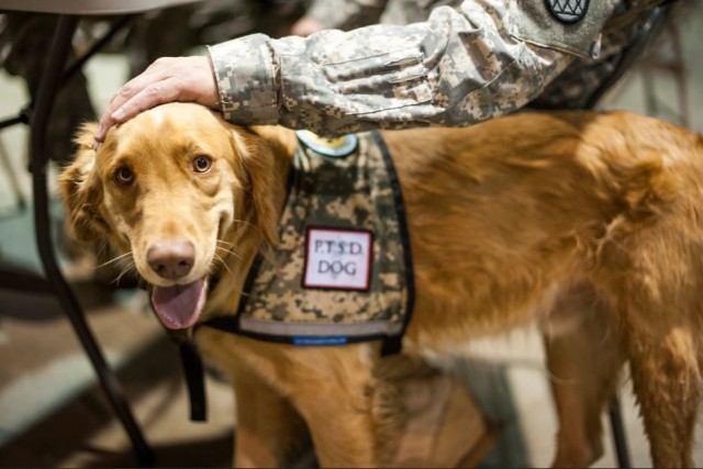 Dog wearing service animal vest