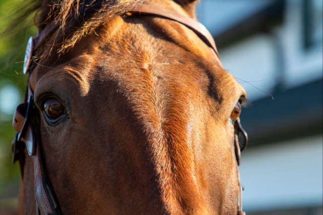 National Cavalry Competition