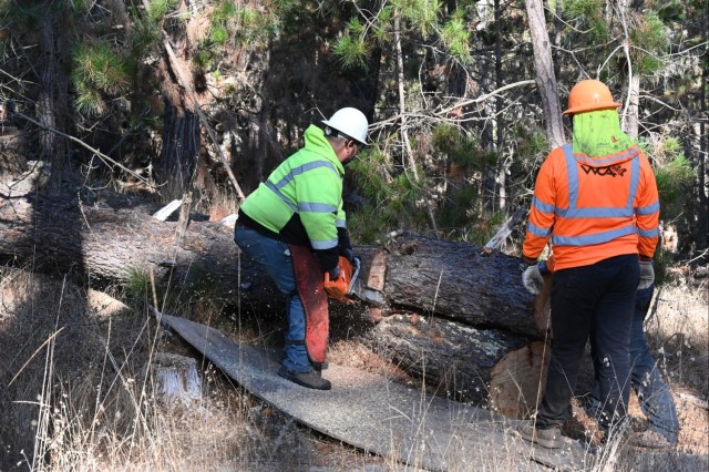 PoM restoration project protects endangered orchid