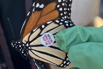 Citizen scientists tag, learn about monarch butterflies