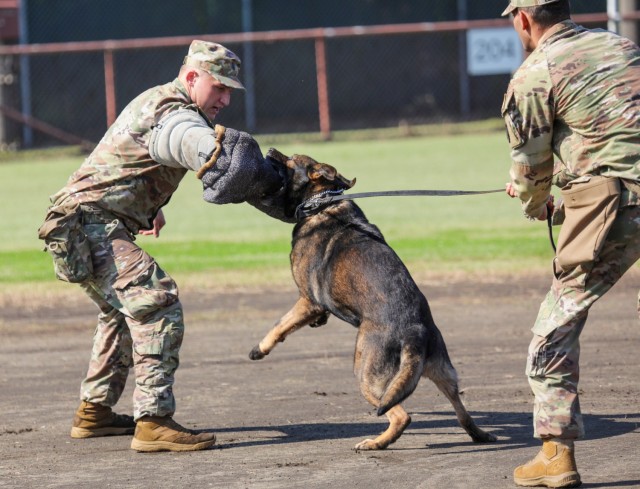 Soldiers assigned to the 901st Military Police Detachment provide a military working dog demonstration to parents and their children during the &#34;Bring Your Kids to Work Day&#34; event at Camp Zama, Japan, Nov. 4, 2024. Dozens of children...
