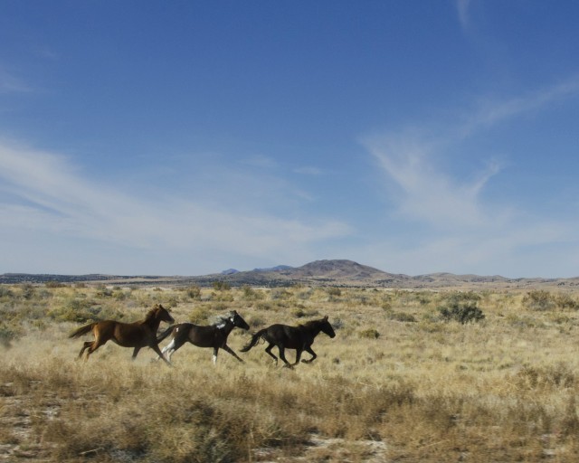 Annual Dugway Trail & Ultra Run III conducted Oct. 24, 2015 at U.S. Army Dugway Proving Ground. Open to the public, 88 competitors ran a 5, 10, 20, 30 or 50 kilometer course around Little Granite Peak....