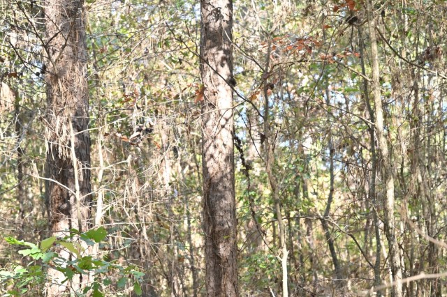 Timber Management for Habitat Management