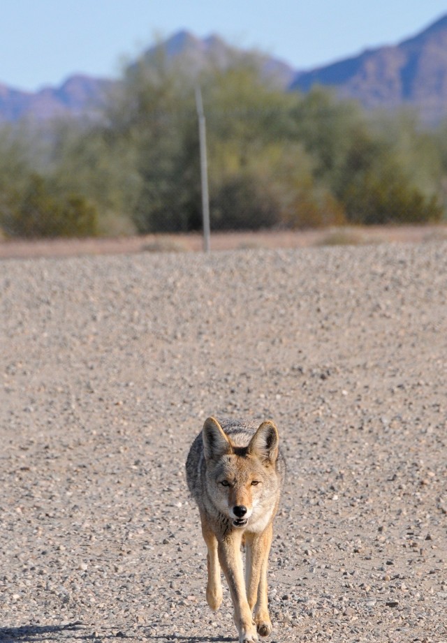 Coyotes are among the many animals found at U.S. Army Yuma Proving Ground (YPG) and are usually somewhat elusive. Ensuring they maintain their natural fear of humans is vital for their safety and ours. “When coyotes are fed by humans, they lose...
