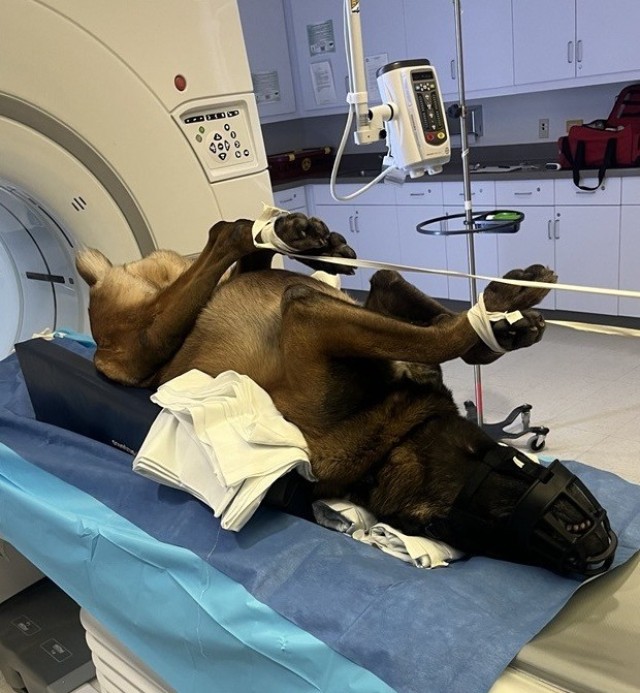 Military Working Dog, Dino, receiving a CT scan.