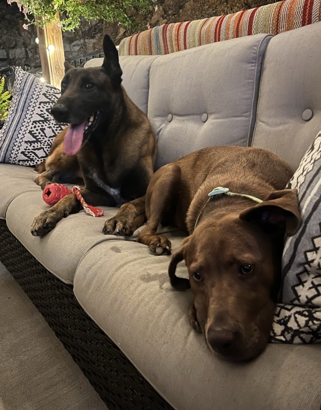 Military Working Dog (retired), Dino, enjoying retirement with his family.