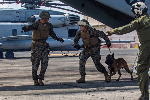 Military Working Dog, Dino, in action with his handler.