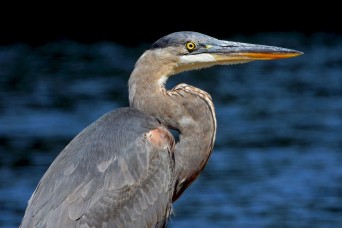 From feathers to antlers: RFAAP practices wildlife conservation efforts