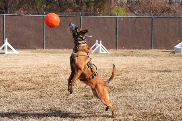 Department of Defense Staff visit 2d MWD Detachment