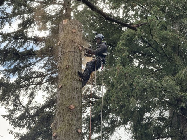 Commanding Generals’ Arboretum tree felled with dignity