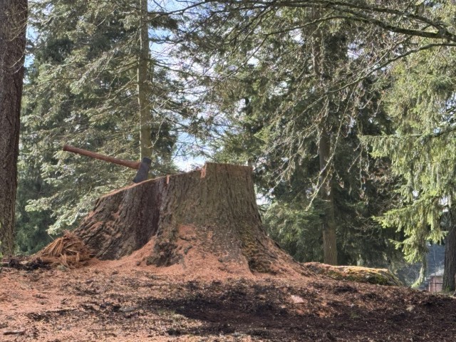 Commanding Generals’ Arboretum tree felled with dignity