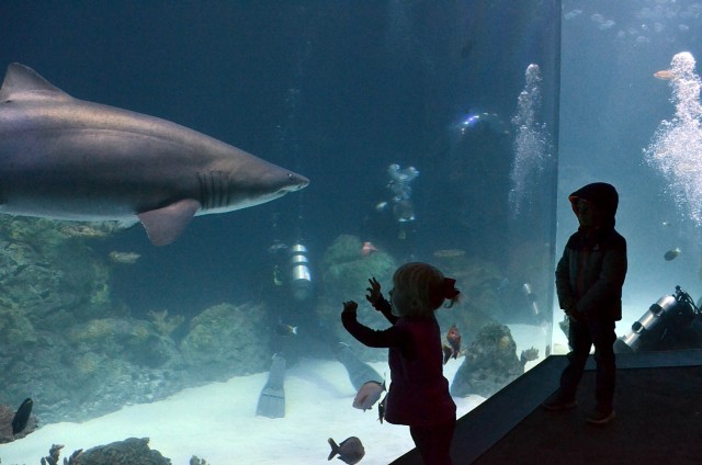 From the observation area, children watch German Lt. Col. Marc Walther, Command and General Staff College exchange instructor at Fort Leavenworth, Kansas, and other volunteer divers help clean the shark tank Jan. 26, 2025, at the Kansas City Zoo...