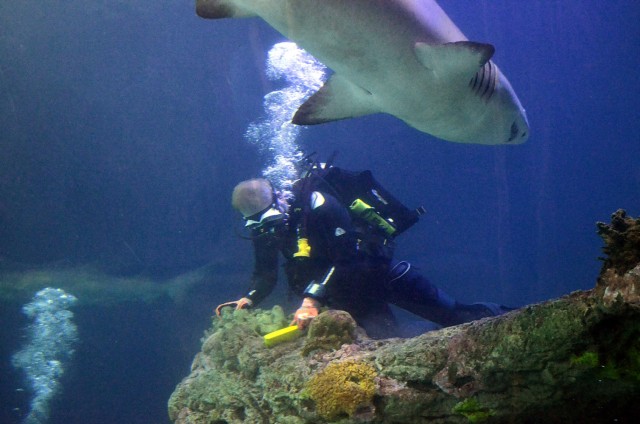 A sand tiger shark swims close to German Lt. Col. Marc Walther, Command and General Staff College exchange instructor in the Department of Army Tactics at Fort Leavenworth, Kansas, during his hour-long volunteer dive to help clean the shark tank...
