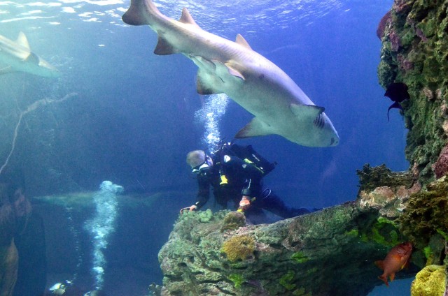 A sand tiger shark swims close to German Lt. Col. Marc Walther, Command and General Staff College exchange instructor in the Department of Army Tactics at Fort Leavenworth, Kansas, during his hour-long volunteer dive to help clean the shark tank...