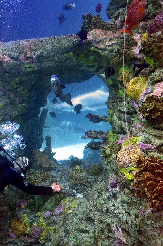 Volunteer divers, including German Lt. Col. Marc Walther, Command and General Staff College exchange instructor at Fort Leavenworth, Kansas, seen here Jan. 26, 2025, help maintain the shark habitat by cleaning rock features at the Kansas City Zoo...