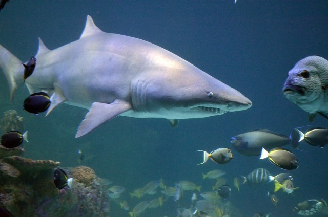 Volunteer divers, including German Lt. Col. Marc Walther, Command and General Staff College exchange instructor at Fort Leavenworth, Kansas, help maintain the shark habitat, seen here, by cleaning rock features Jan. 26, 2025, at the Kansas City...