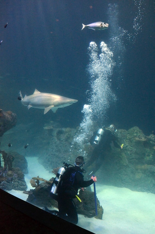 Volunteer diver Boyce Richardson (with stick) keeps an eye on the sharks to alert divers when they need to move while German Lt. Col. Marc Walther, Command and General Staff College exchange instructor at Fort Leavenworth, Kansas, clean rock...