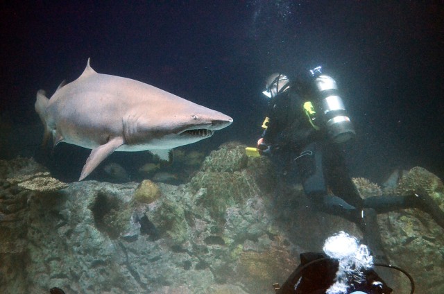 A sand tiger shark swims close to German Lt. Col. Marc Walther, Command and General Staff College exchange instructor in the Department of Army Tactics at Fort Leavenworth, Kansas, during his hour-long volunteer dive to help clean the shark tank...