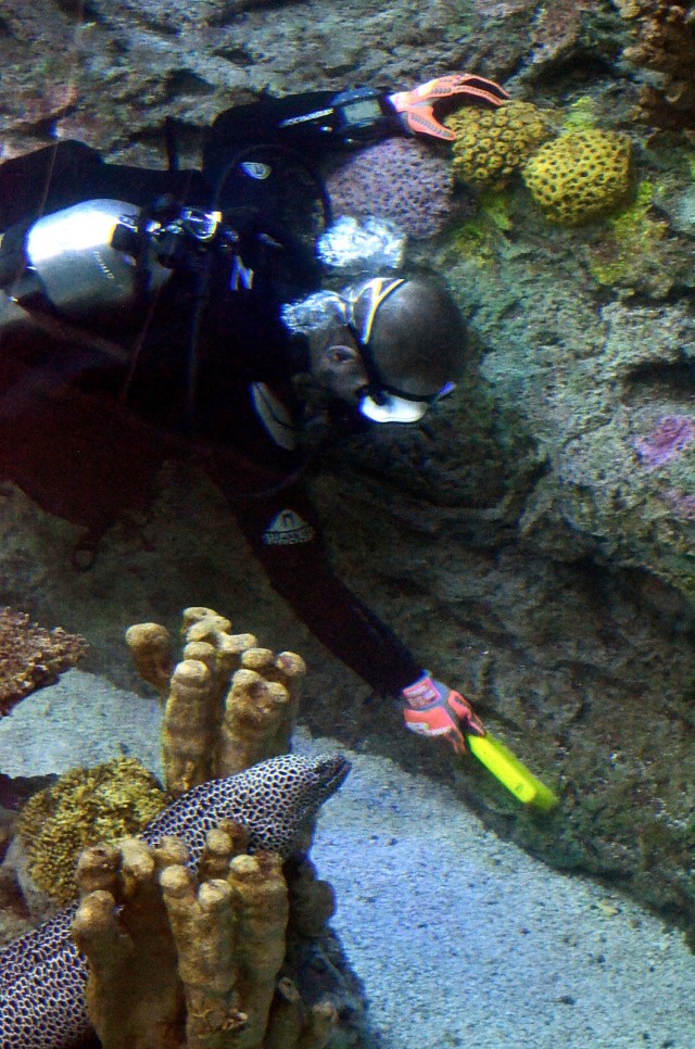 German Lt. Col. Marc Walther, Command and General Staff College exchange instructor at Fort Leavenworth, Kansas, cleans rock features in the main tank while careful not to disturb a moray eel in the Kansas City Zoo aquarium Jan. 26, 2025, in...