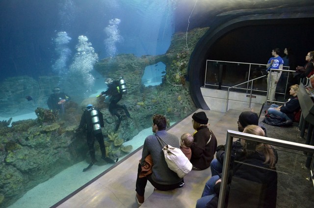 German Lt. Col. Marc Walther, Command and General Staff College exchange instructor at Fort Leavenworth, Kansas, and fellow volunteer diver Tyler Laughlin clean rock features while volunteer Boyce Richardson keeps an eye on the sharks in the shark...