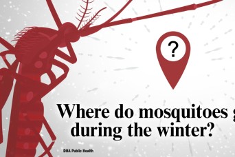 Where Do Mosquitoes Go During The Winter?