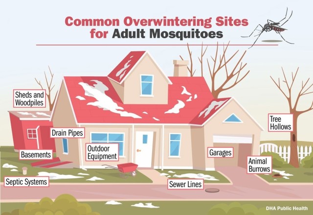 Where Do Mosquitoes Go During The Winter?