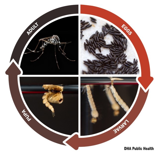 Where Do Mosquitoes Go During The Winter?