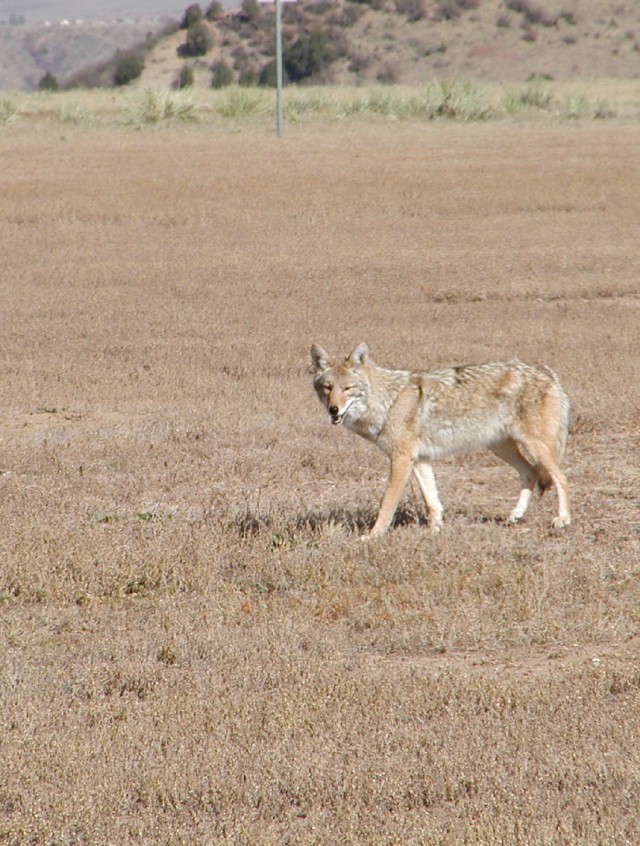 Directorate of Public Works Environmental Division wildlife biologists
