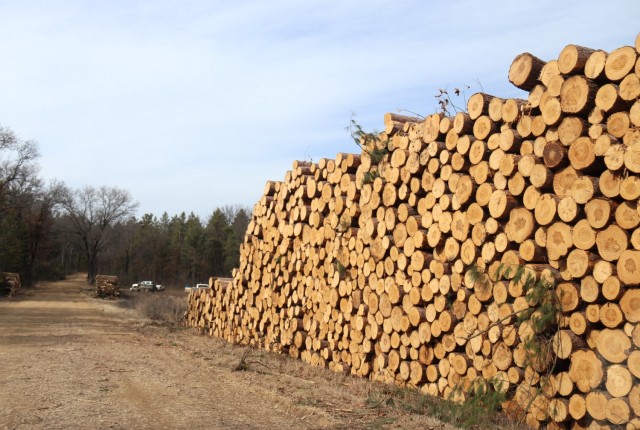 Logs are shown in piles on North Post on March 14, 2025, at Fort McCoy, Wis. The logs were part of a timber harvest. Timber sales are administered by the Omaha District of the Army Corps of Engineers and are sold by sealed bid. Timber sale bidding...