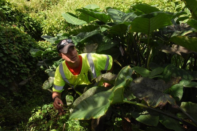 HUMACAO, Puerto Rico – Chris Akios, USACE environmental restoration program manager and Buffalo District employee, monitors habitat restoration efforts near Humacao, Puerto Rico, May 23. USACE environmental specialists continue supporting...