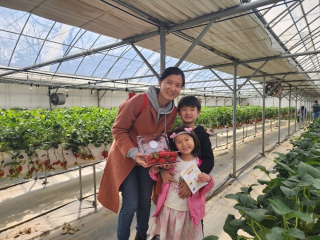 K-16 community members pick strawberries at a local farm as part of a cultural tour, March 29, 2025. ...