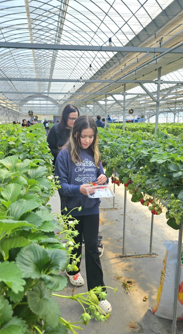 Camp Humphreys community members pick strawberries at a local farm as part of a cultural tour, March 29, 2025....