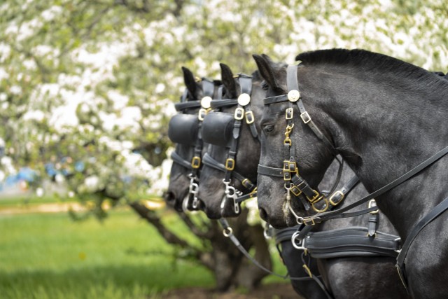 Horses assigned to Caisson Detachment, 3d U.S. Infantry Regiment (The Old Guard), Military District of Washington, await instruction from their riders during a Military Full Honors Escort (MFHE) validation, Fort Myer, Va., April. 10, 2025. The...