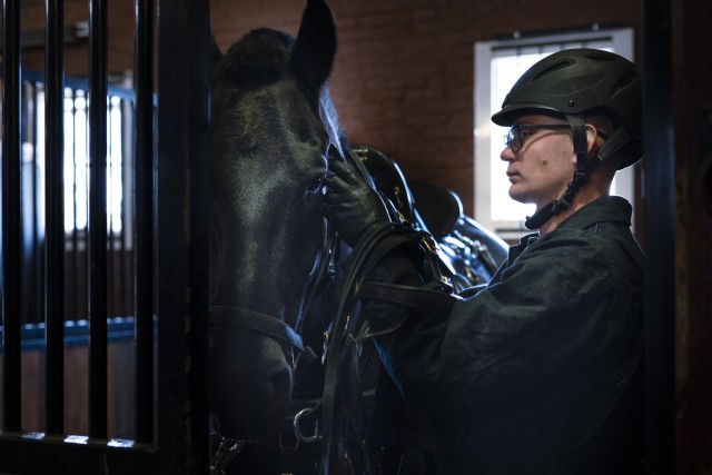 Spc. Fletcher H. Metz, a Cavalry Scout (19D) assigned to Caisson Detachment, 3d U.S. Infantry Regiment (The Old Guard), Military District of Washington, adjusts his horse's tack to ensure a proper fit, Fort Myer, Va., April. 9, 2025. The soldiers...