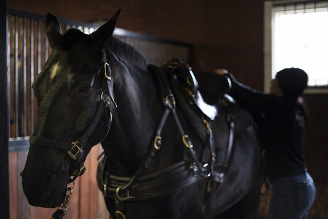 Sgt. Natalee J. Silva, an Infantryman (11B) assigned to Caisson Detachment, 3d U.S. Infantry Regiment (The Old Guard), Military District of Washington, adjusts her horse's tack in preparation for a Military Full Honors Escort (MFHE) validation,...