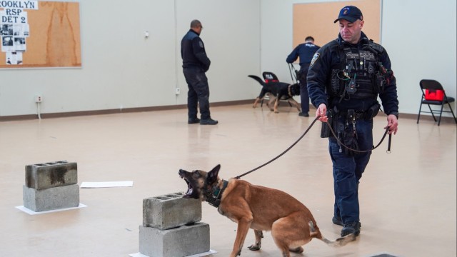 Fort Hamilton Hosts Multi-Agency K-9 Training Event