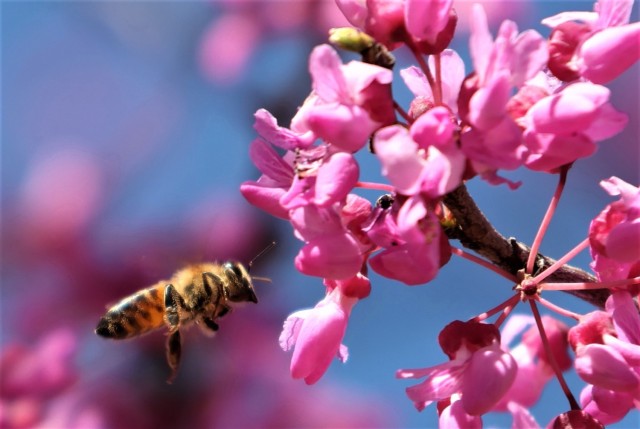 Redbud Tree with bees
