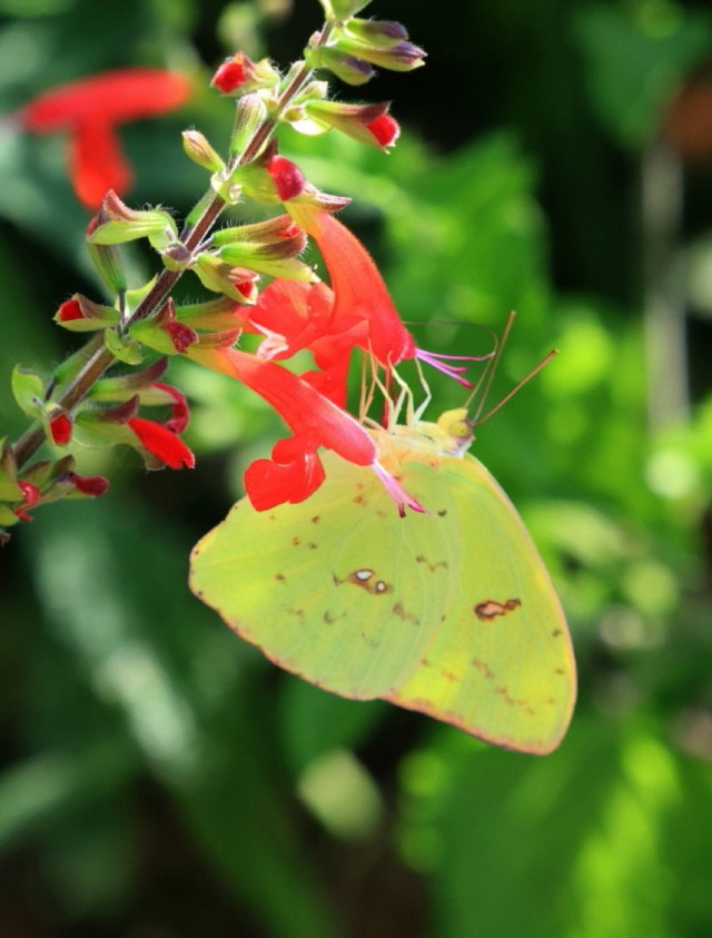 Yellow butterfly