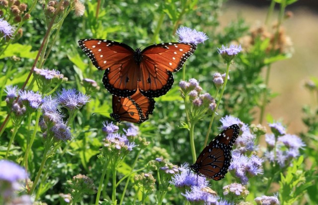 Pollinator Garden
