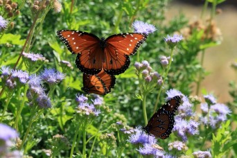 Planting for the future: Fort Sill’s pollinator garden supports nature’s essential workers