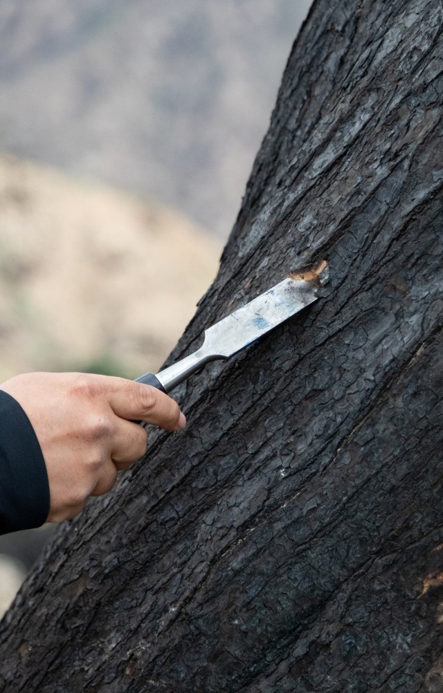 From Risk to Recovery: Arborists Aid Fire Survivors