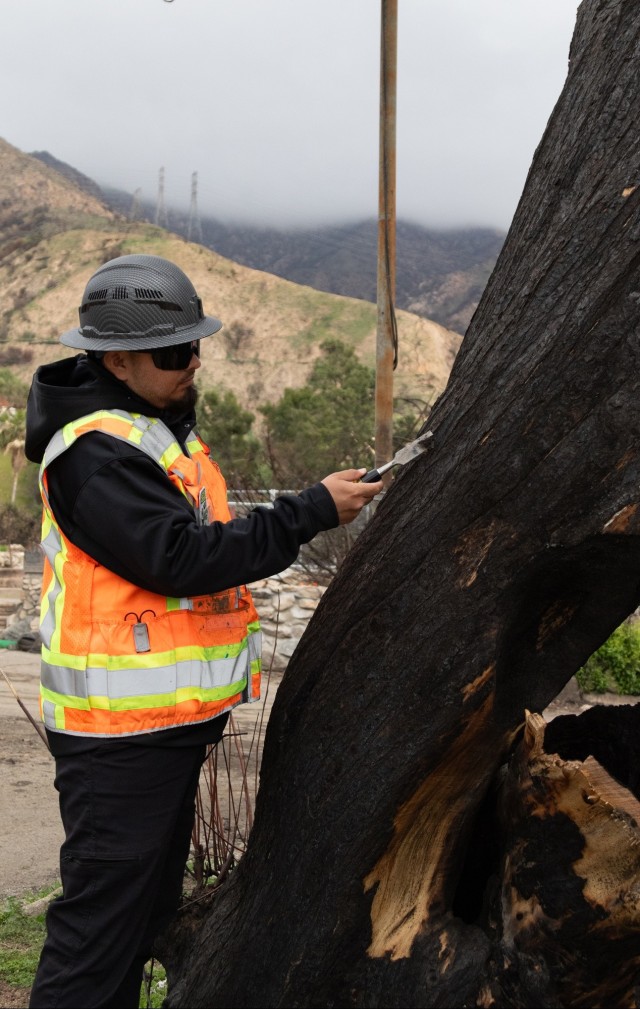 From Risk to Recovery: Arborists Aid Fire Survivors