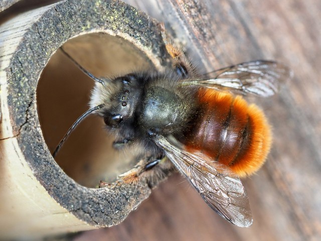 Red Mason Bee. Nearly 90% of the world’s wild flowering plant species depend entirely or at least partially on animal pollination. So do more than 75% of the world’s food crops and 35% of global agricultural land.