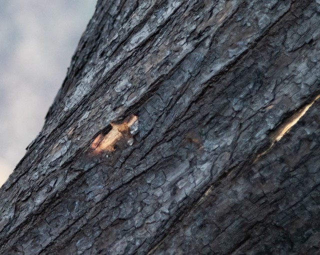 From Risk to Recovery: Arborists Aid Fire Survivors