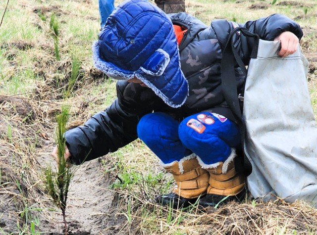 Fort McCoy community members plant trees April 25, 2025, during a tree-planting event at Fort McCoy, Wis. Dozens of community members planted 500 trees on the installation cantonment to establish a tree break. The installation also received its...