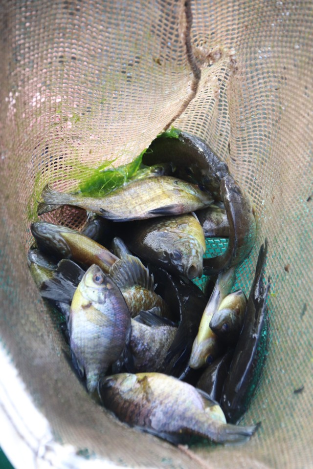 Watershed Management Biologist Derek Maki and Watershed Management Specialists Jaden Gallardo and Trenton Foreman with Colorado State University conduct a fish survey April 22, 2025, at Stillwell Lake on South Post at Fort McCoy, Wis. They...