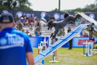 Paws, pride & patriotism: Fort Stewart, Hunter hosts AKC competition for Army 250