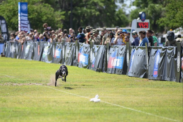 Paws, pride & patriotism: Fort Stewart, Hunter hosts AKC competition for Army 250